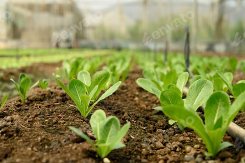 Preview: Young green plants growing in rows of fertile soil in a greenhouse