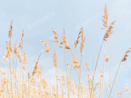 Preview: Beige dry pampas grass against the blue sky.