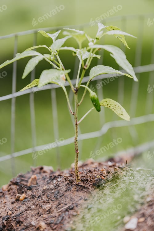 Preview: Close up of a homegrown jalapeño pepper plant growing in a vegetable garden