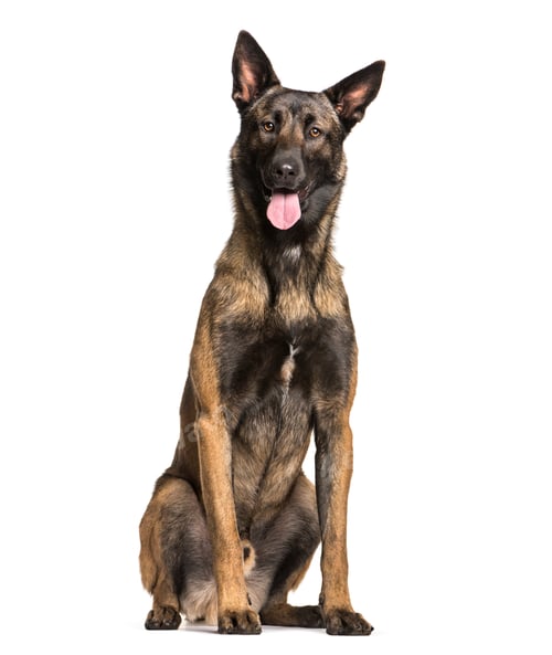 Preview: Malinois dog sitting and panting, cut out