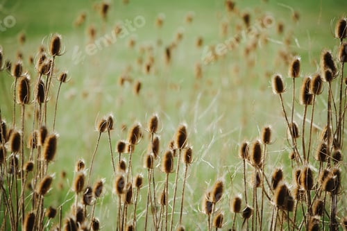 Preview: Thistle heads on plants in a meadow in Oregon, USA.