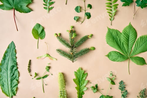 Preview: Botanical set of leaves, plants and herbs on beige background