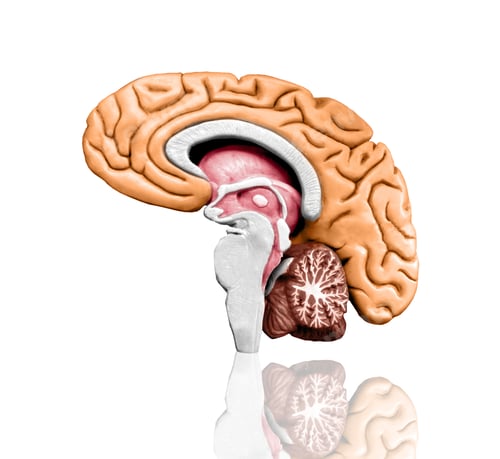 Preview: Brain model