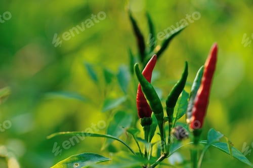Preview: Growing pepper Organic farming in mountains