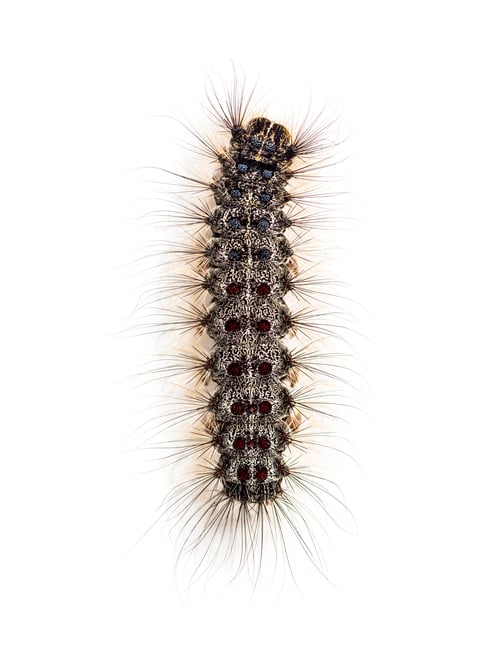 Preview: Overhead view of the Caterpillar of a Lymantria dispar, the gypsy moth against a white background