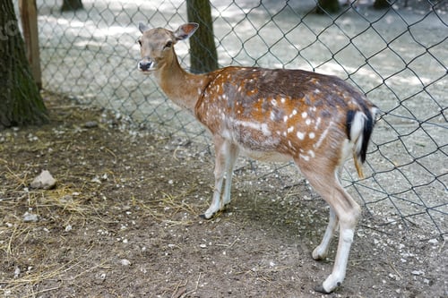 Preview: Beautiful spotted deer in a zoo in the forest