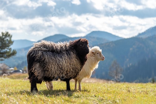 Preview: Sheep on pasture in mountains