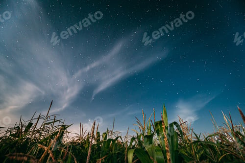 Preview: Night Starry Sky Above Green Maize Corn Field Plantation In Summ