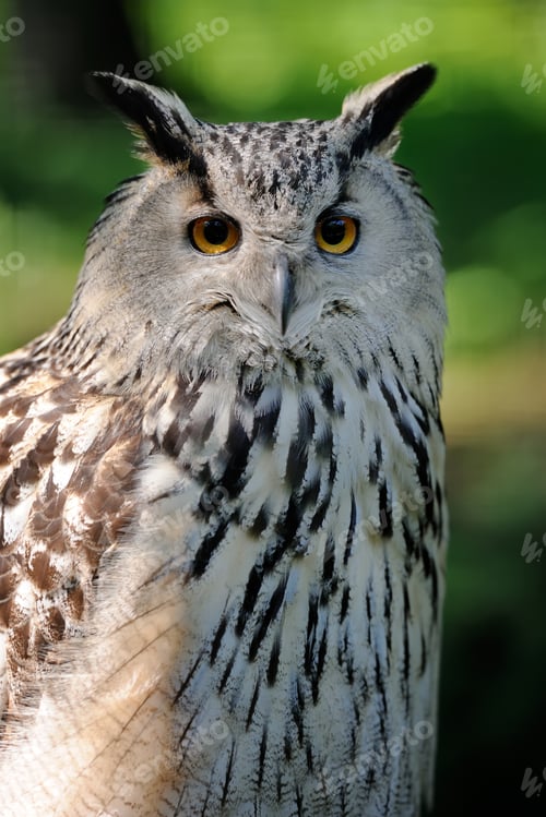 Preview: Close-up owl