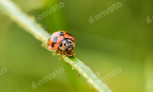 Preview: Lady bug on green leaves, golden beetle insect