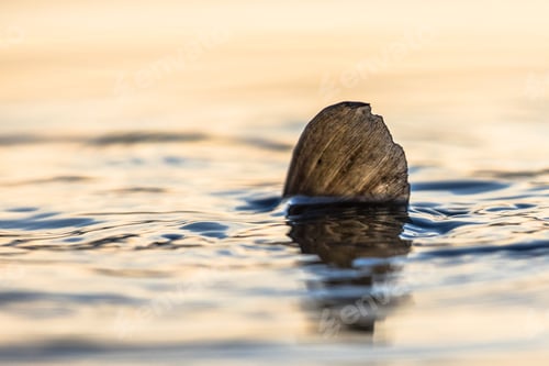 Preview: Spawning European carp