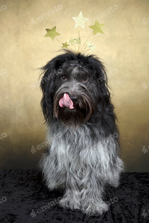 Preview: Dutch Sheepdog (Schapendoes) - Happy New Year!