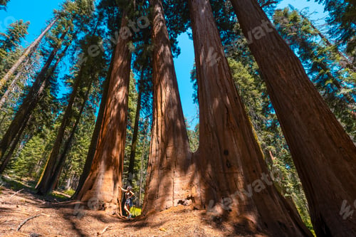 Preview: 09 sequoia 0045