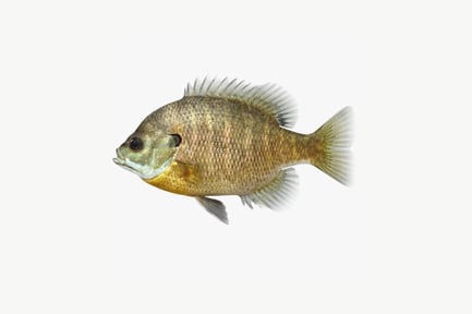 Preview: Lateral view of a bluegill