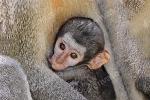 Preview: Suckling baby vervet monkey (Cercopithecus aethiops), Kruger National Park, South Africa