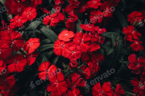 Preview: Flowers in the greenhouse,Dark red flower pattern
