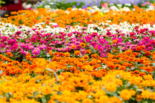 Preview: Spring flowers
