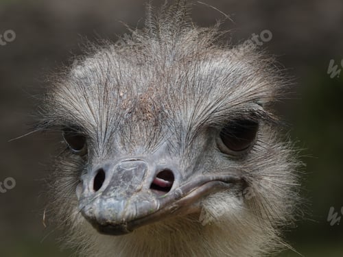 Preview: Closeup shot of a fluffy gray ostrich face