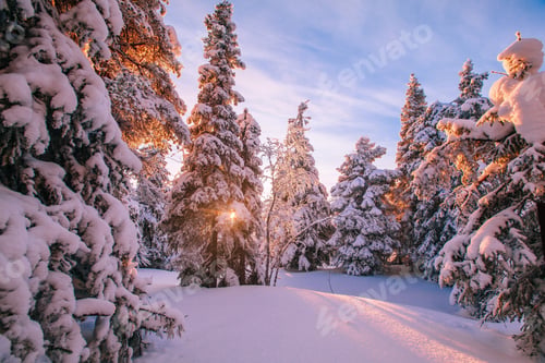Preview: Trees covered with hoarfrost and snow in winter mountains