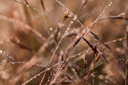 Preview: Fresh green grass with dew drops closeup. Nature Background