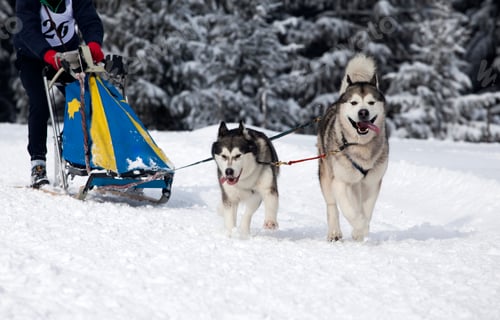 Vista previa: Husky-race