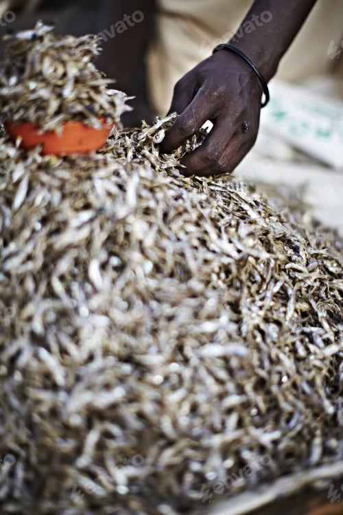 Preview: Maasai man picking up a handful of Kapenta fish