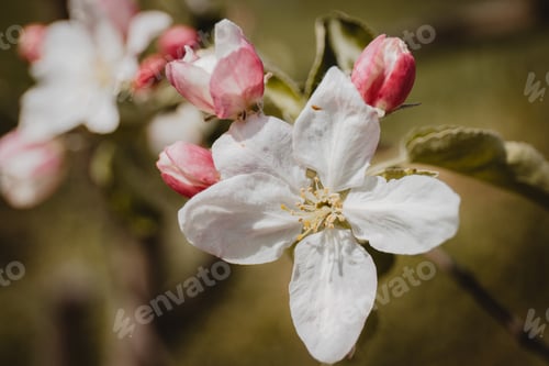 Preview: Closeup of the blooming apple tree branch with white flowers.