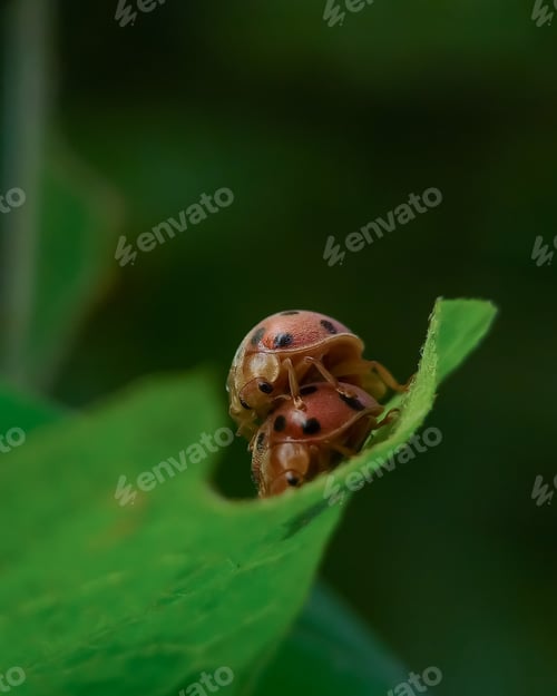 Preview: Ladybug mating, nature background photo