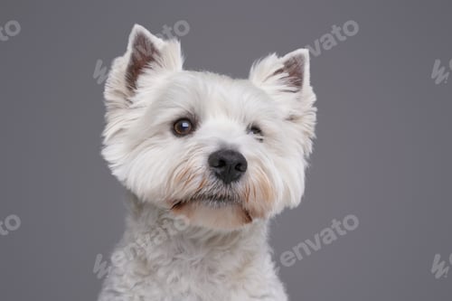 Preview: West highland terrier with white fur against gray background
