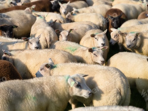 Preview: A flock of sheep. Sheep in a meadow. Agriculture. Animals on the farm. Food production.