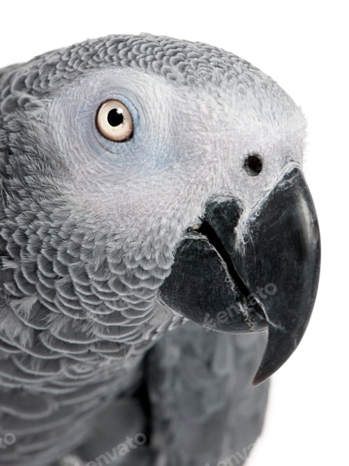 Preview: close-up on a African Grey Parrot's head