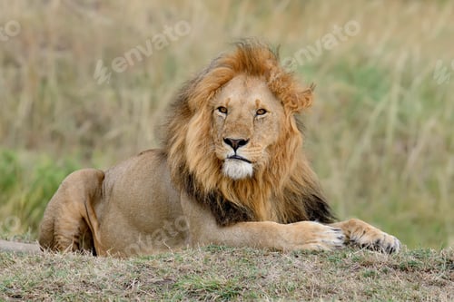 Preview: African lion in the Park South Africa