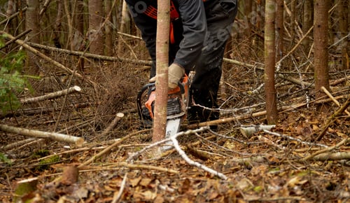 Preview: Lumberjack