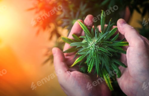 Preview: Hand holding Marijuana flower bud, Cannabis cultivation of medical marijuana at home