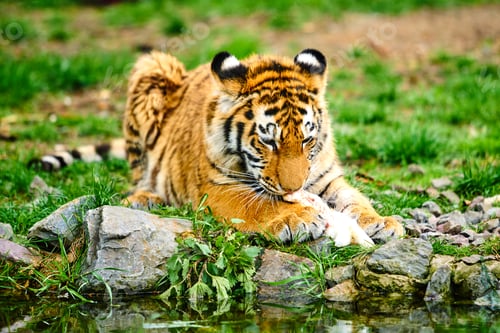 Preview: little tiger cub eats meat. Tiger Eating