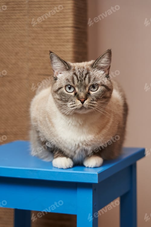 Preview: a very serious gray cat with tucked paws sits on a blue stool.