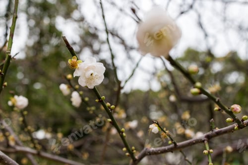 Preview: Beautiful white peach blossom close up