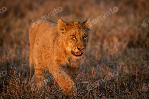 Preview: Young Lion cub walking in the grass.