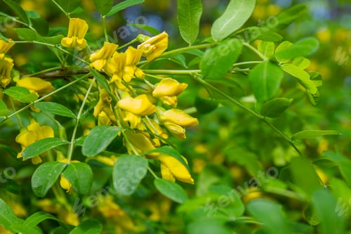 Preview: Close-up Yellow flowers of yellow acacia - Siberian caragana (Caragana arborescens Lam) background.