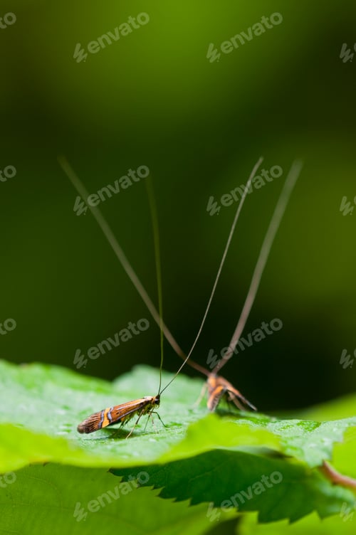 Preview: Male Longhorn Moths