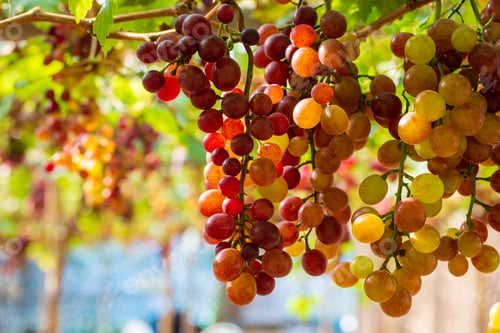 Preview: grapes with green leaves on the vine