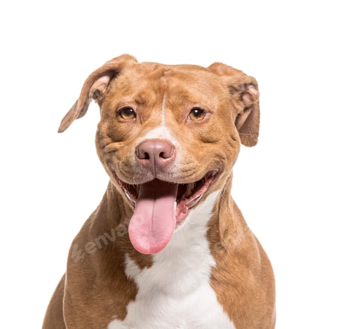 Preview: Close-up of a American Staffordshire Terrier dog panting, cut out