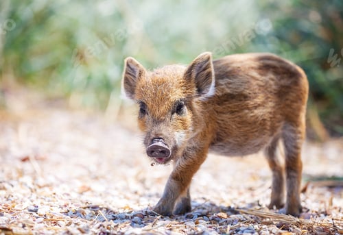 Preview: Wild piglet