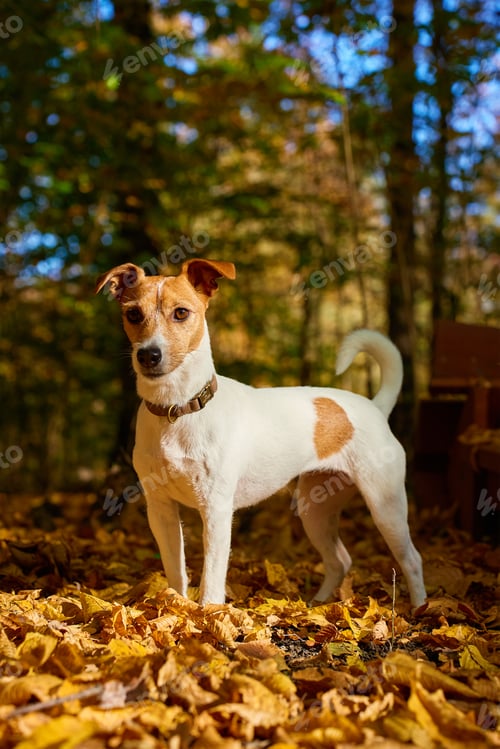 Preview: Dog in autumn park with colorful leaves