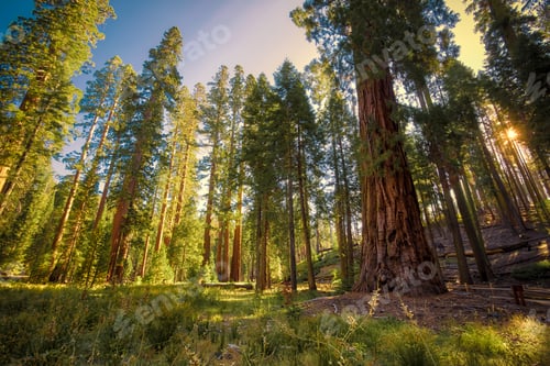 Preview: Forest Of Sequoias In The Mariposa Grove At Yosemite National Park In California