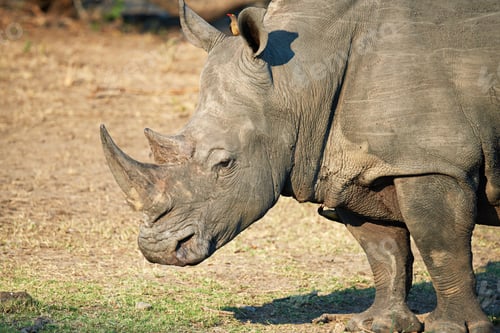 Preview: Conservation is key to the rhinos survival
