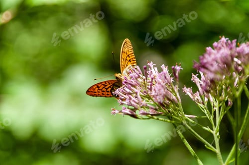 Preview: Closeup shot of a silver-washed fritillary on a flower