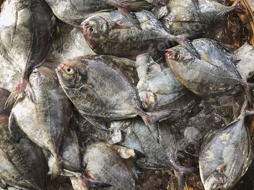Preview: Top view on an assortment loose fish to sale at a fish market, H