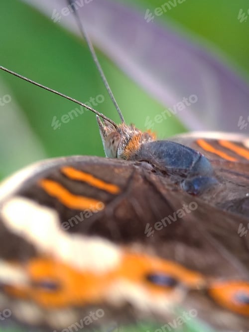 Preview: Vanessa atalanta butterfly