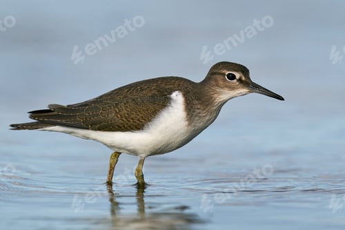Preview: Common sandpiper (Actitis hypoleucos)